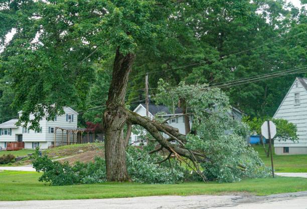 Kalamazoo, MI  Tree Services Company